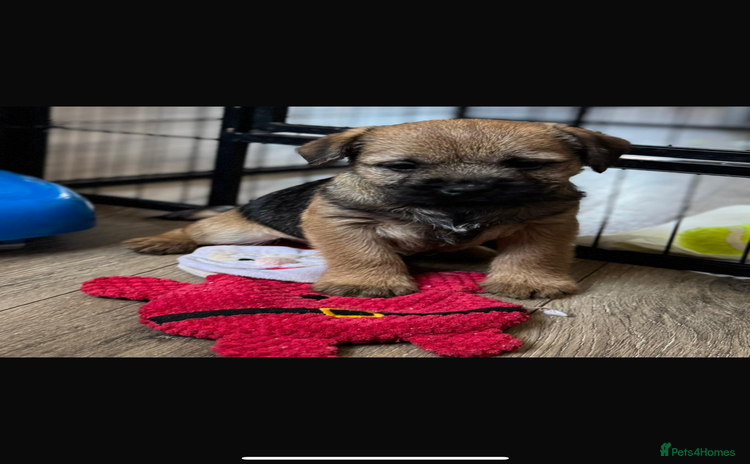 Border Terrier dogs Last Beautiful KC Boy Border terrier puppy - Advert 1