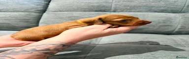 Miniature Dachshund Puppy 5