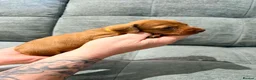 Miniature Dachshund dogs for sale: Beautiful KC Registered Puppies – 6 Boys & 1 Girl - Advert 2