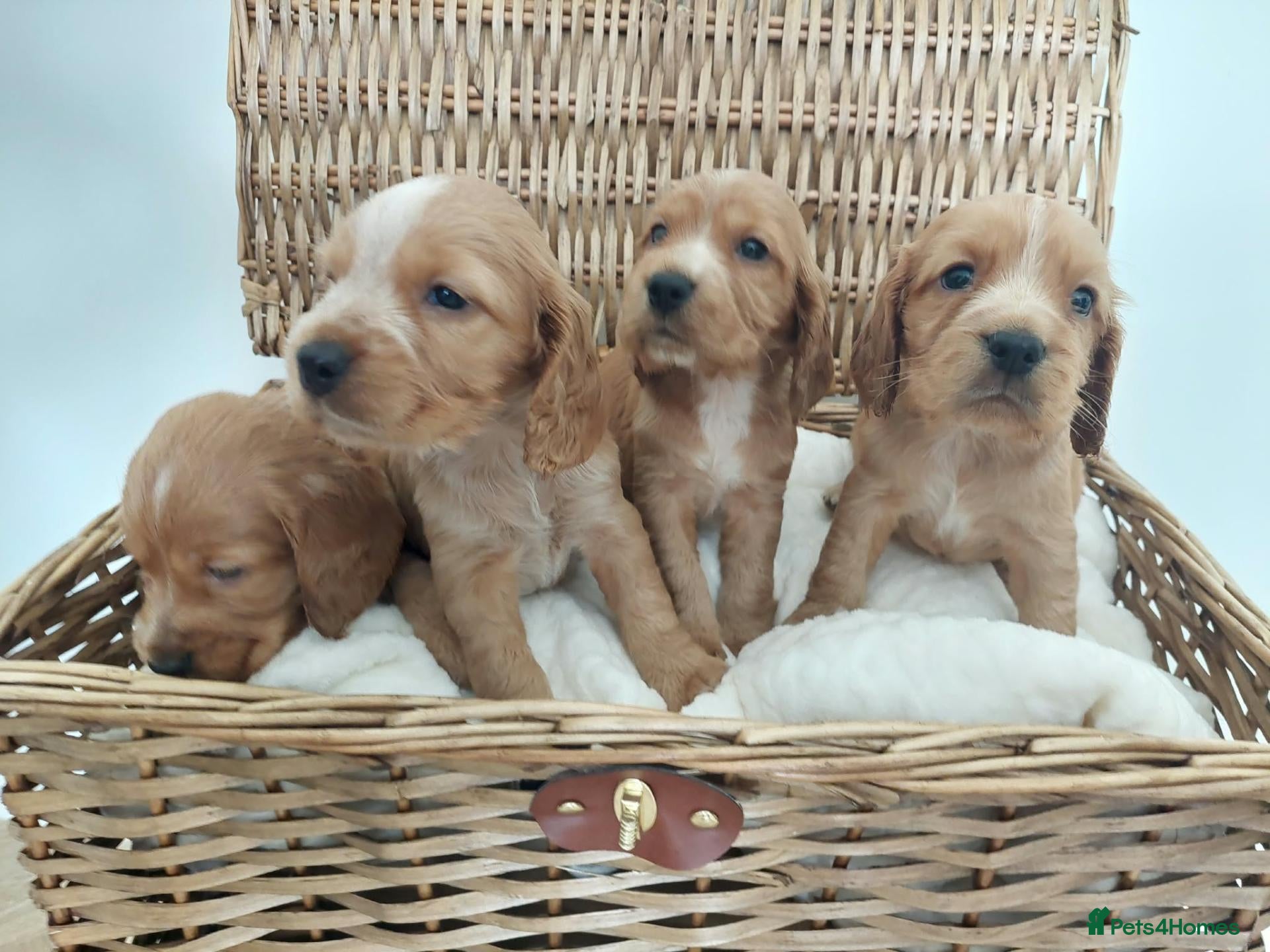 Cocker Spaniel dogs BEAUTIFUL COCKER SPANIEL PUPPIES - Advert 1