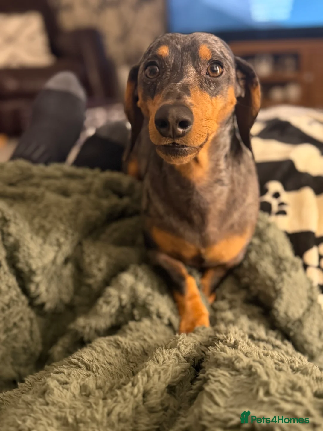 Miniature Dachshund dogs for sale: Miniature Dachshund  - Advert 3