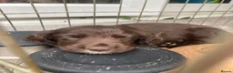 Cocker Spaniel dogs for sale: Cocker spaniel (no docked tail) - Advert 6