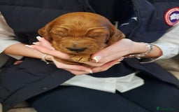 Cockapoo dogs for sale: Toy cockerpoo fox red puppy - Image 12