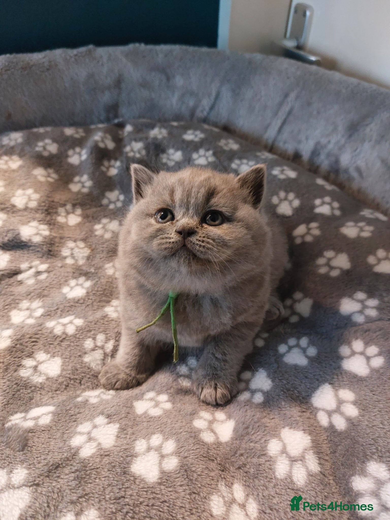 British Shorthair cats 🏆❤️‍🔥IMPECCABLE🌟CHAMPIONS🏆🐻🐾 - Advert 1