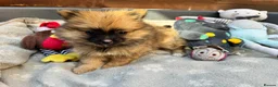Pomeranian dogs for sale: ✨🐶 9  Beautiful Pomeranian Puppies  - Advert 27