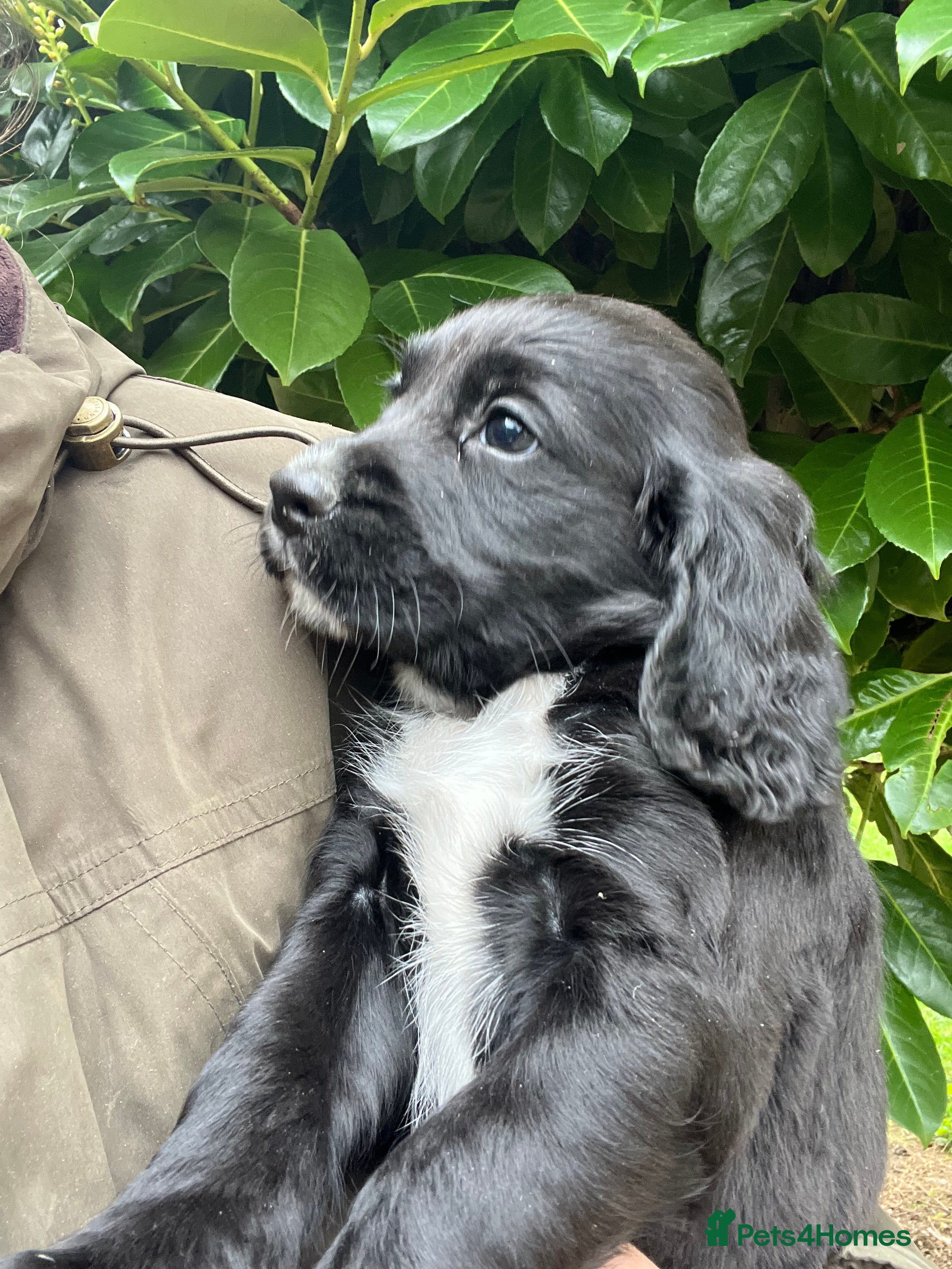 Cocker Spaniel dogs Cocker dog  - Advert 1