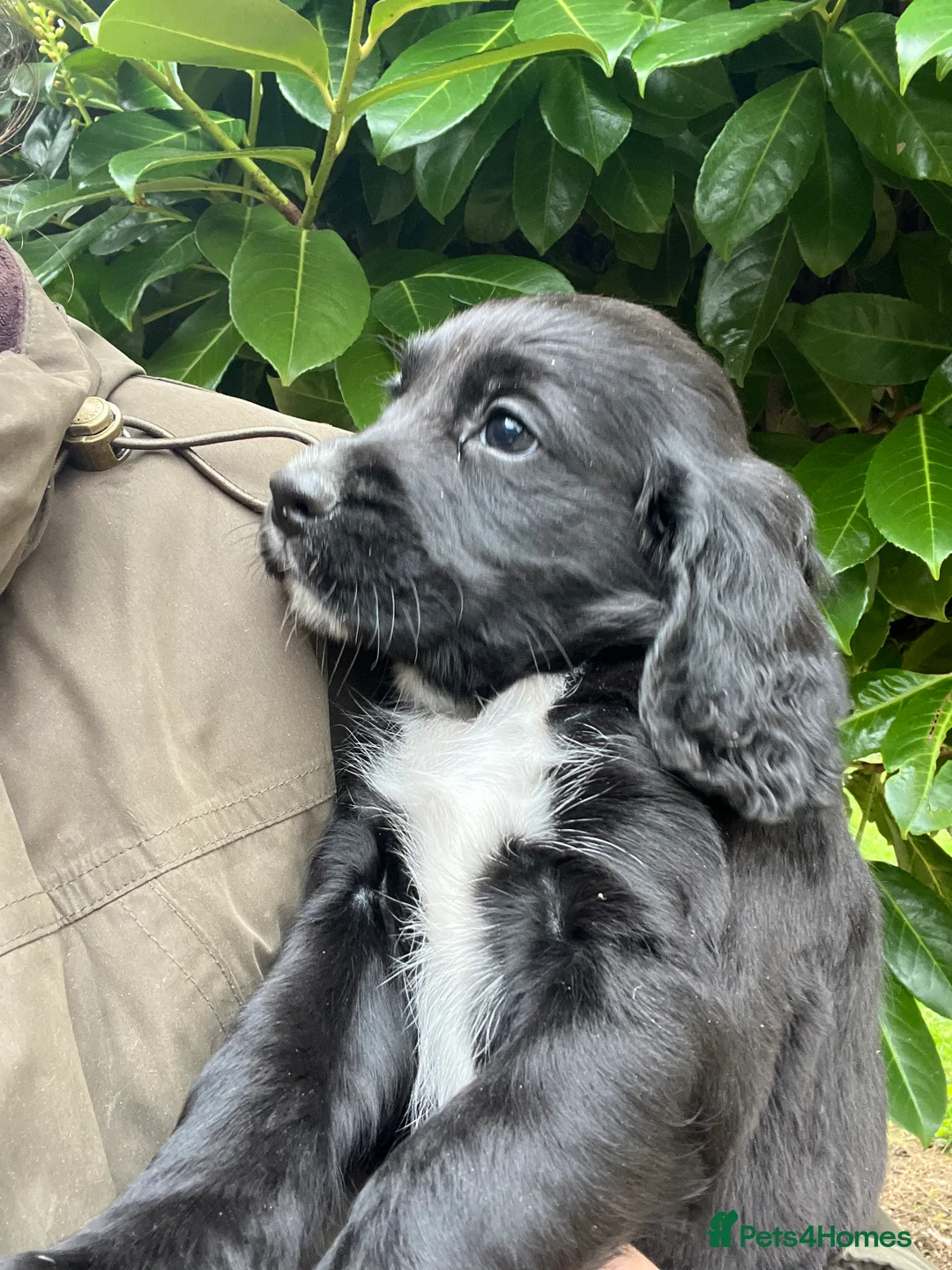 Cocker Spaniel dogs for sale: Cocker spaniel  - Advert 1