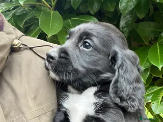 Cocker Spaniel dogs Cocker dog - Advert 1