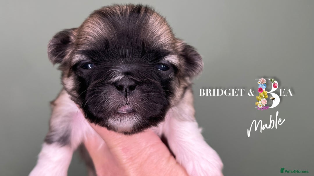 Pekingese dogs for sale: 🩷QUALITY BOYS & GIRLS🩵 - Advert 11