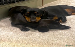 Mixed Breed dogs for sale: Miniature dachshund x cocker spaniel  - Image 10