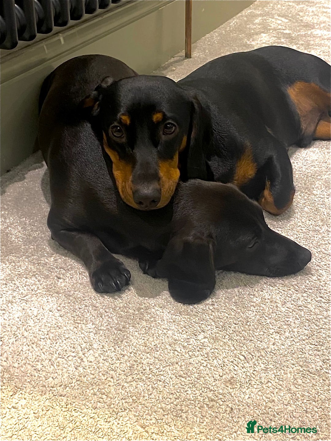 Mixed Breed dogs for sale: Miniature dachshund x cocker spaniel  - Image 10