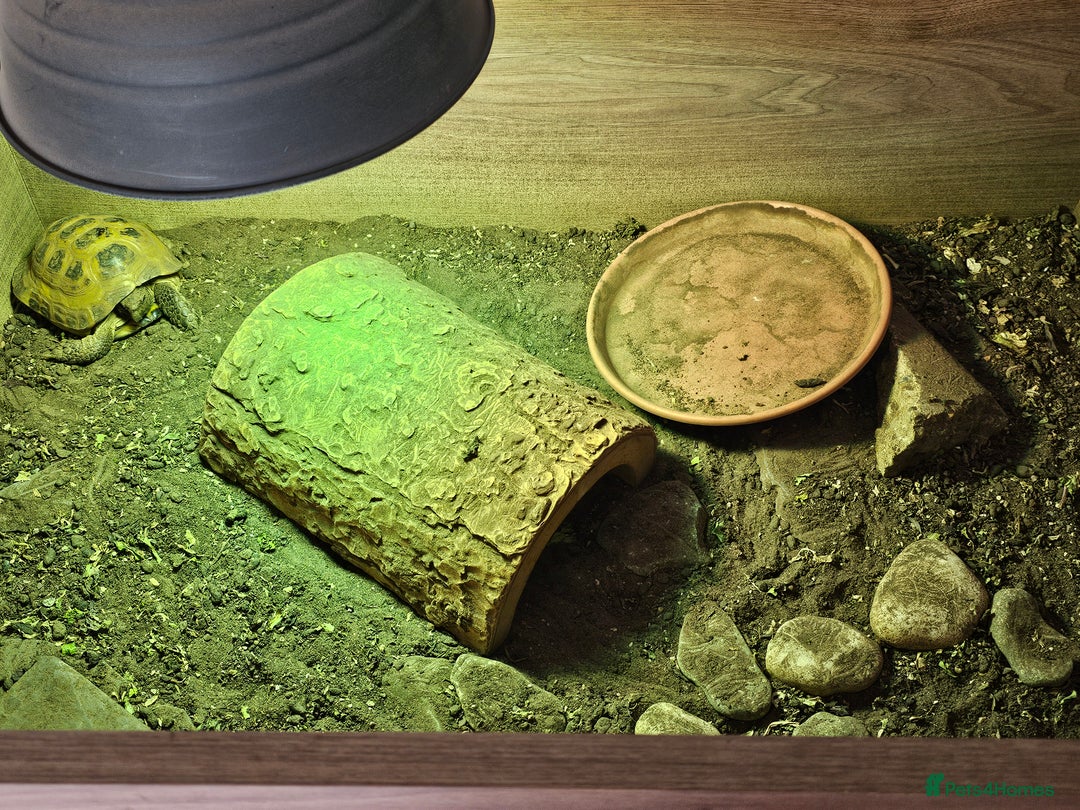Tortoise reptiles for sale: 1 Male & 1 Female Horsfield tortoise - Image 3
