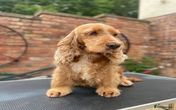 Cocker Spaniel dogs for sale: Beautiful Show Type Cocker Spaniel Pups - Image 5