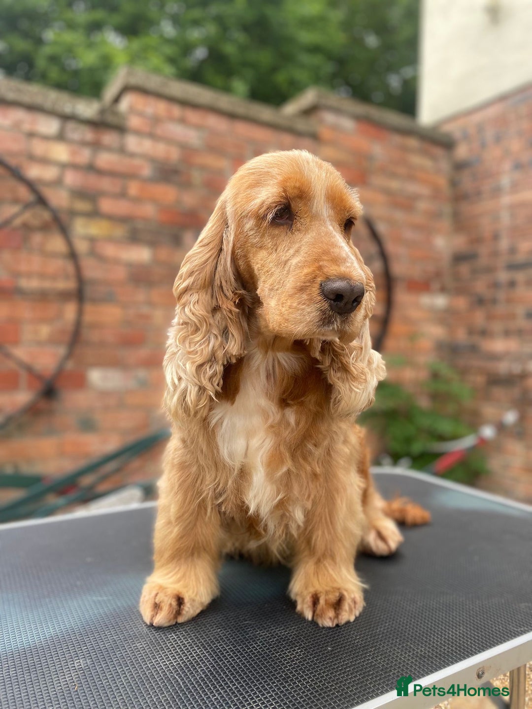 Cocker Spaniel dogs for sale: Beautiful Show Type Cocker Spaniel Pups - Image 5