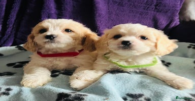 Cavachon dogs - Advert 9