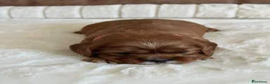 Cavalier King Charles Spaniel 3