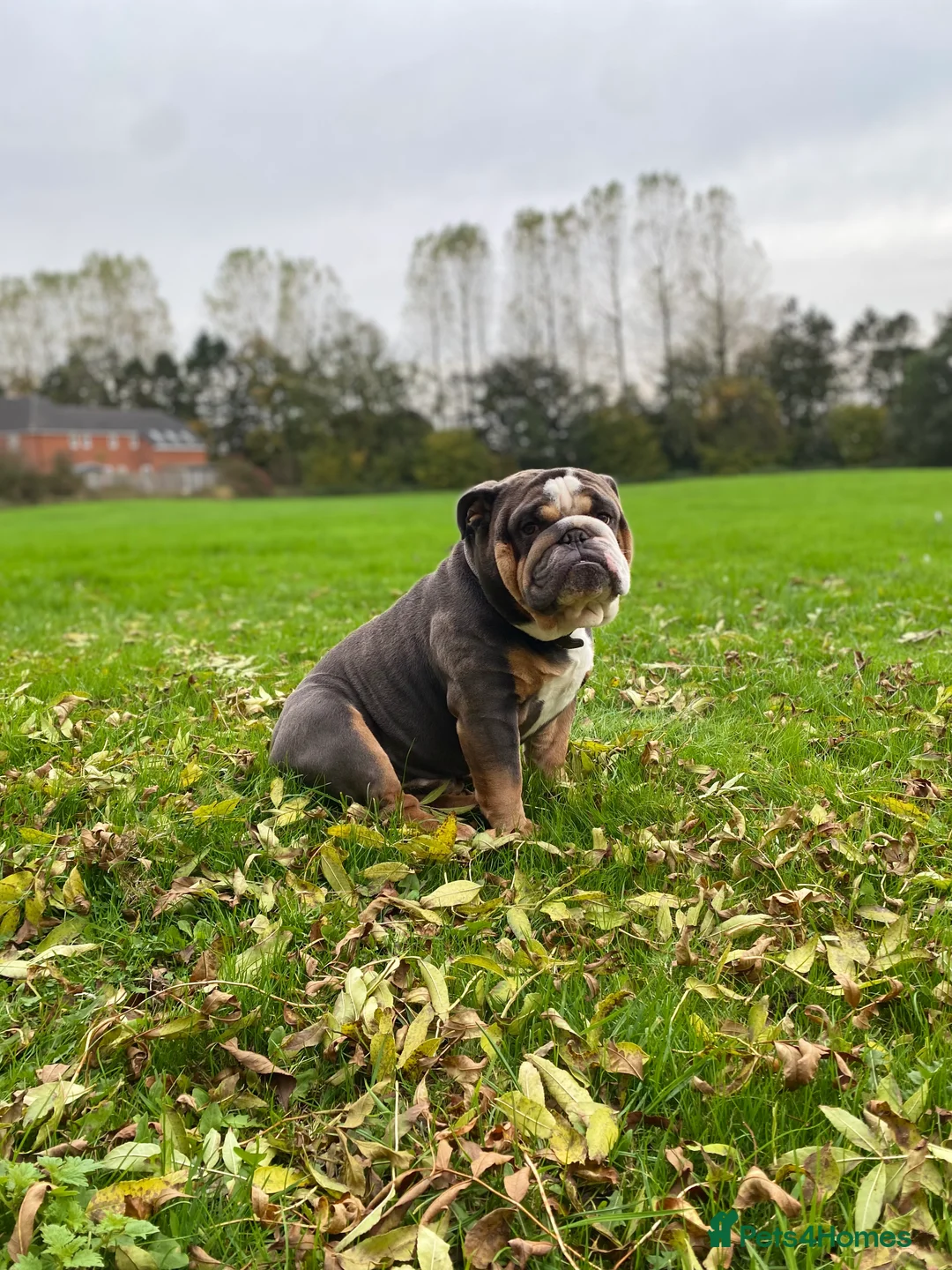 English Bulldog dogs for stud: English Bulldog Stud – Exceptional Temperament - Advert 1