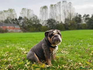 English Bulldog dogs English Bulldog Stud – Exceptional Temperament - Advert 1