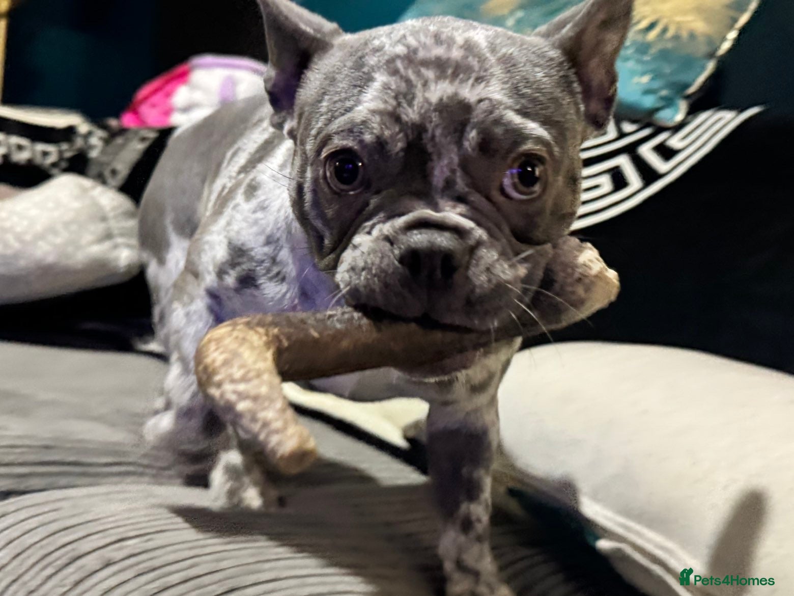 French Bulldog dogs Female French Bull - Advert 1