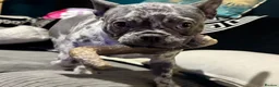 French Bulldog dogs for sale: Female French Bull - Advert 1