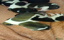 Border Collie dogs for sale: My babies  - Image 8