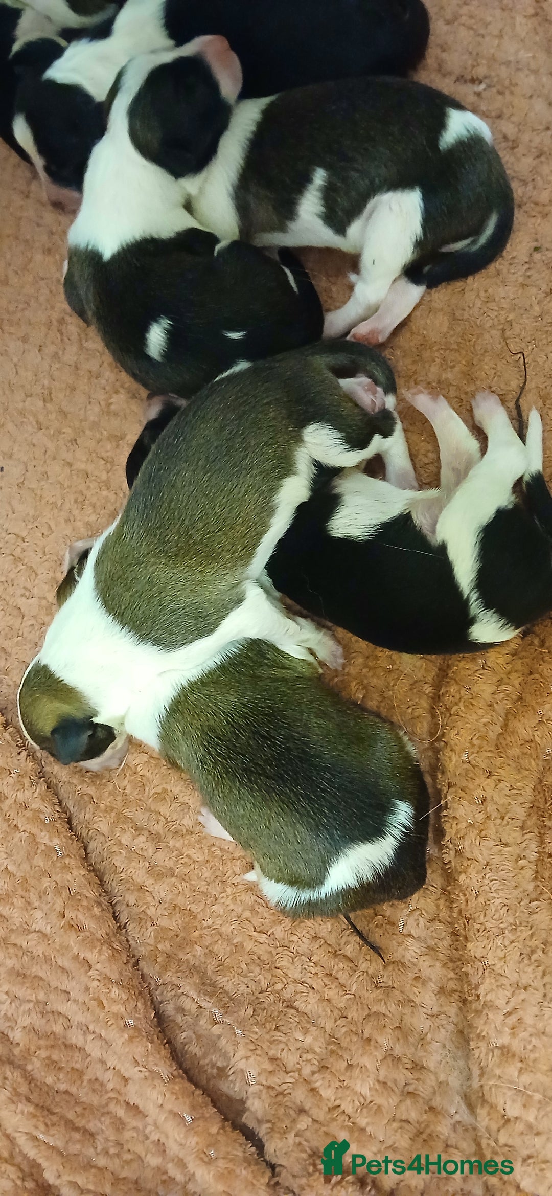 Border Collie dogs for sale: My babies  - Image 8