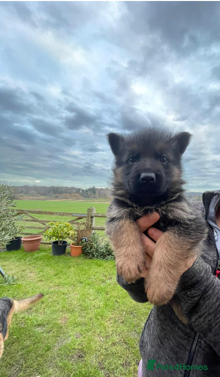 German Shepherd dogs Elite GS Puppies – Enzo vom Ezenthal (SG6 2023) - Advert 7