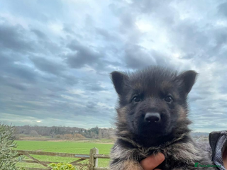 German Shepherd dogs Elite GS Puppies – Enzo vom Ezenthal (SG6 2023) - Advert 2