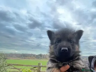 German Shepherd dogs Elite GS Puppies – Enzo vom Ezenthal (SG6 2023) - Advert 3