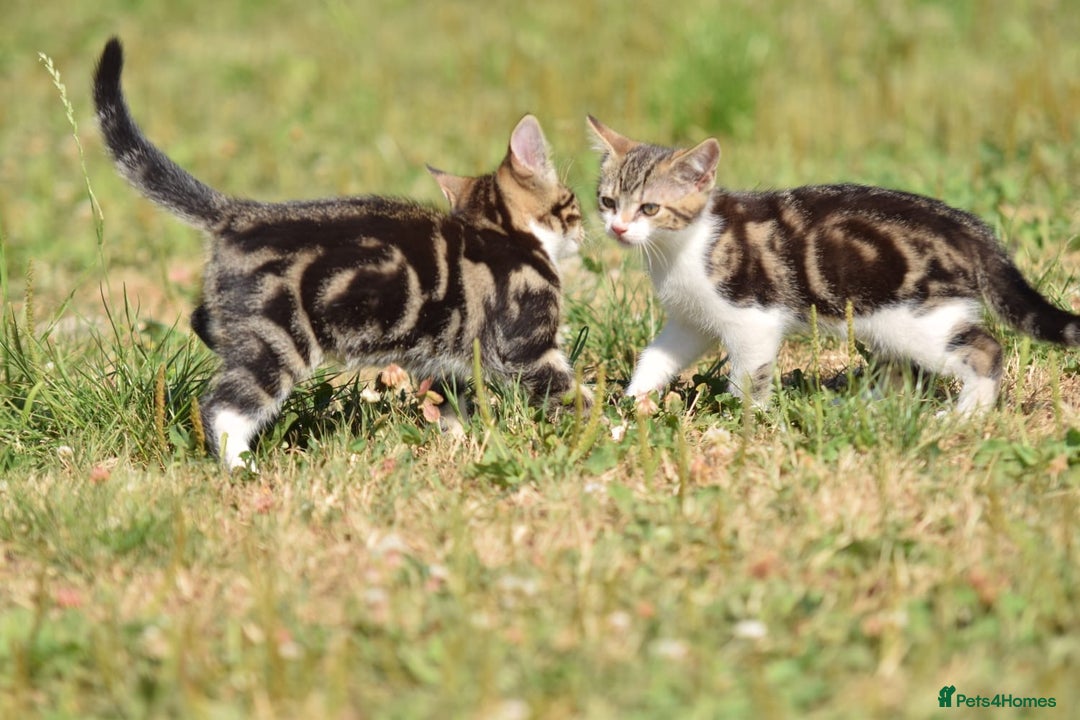 Mixed Breed cats for sale: Stunning kittens looking for loving home  - Image 4