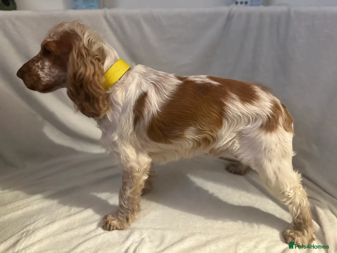 Cocker Spaniel dogs for stud: KC REGISTERED ORANGE ROAN SHOW COCKER SPANIEL STUD in Barnsley - Advert 11
