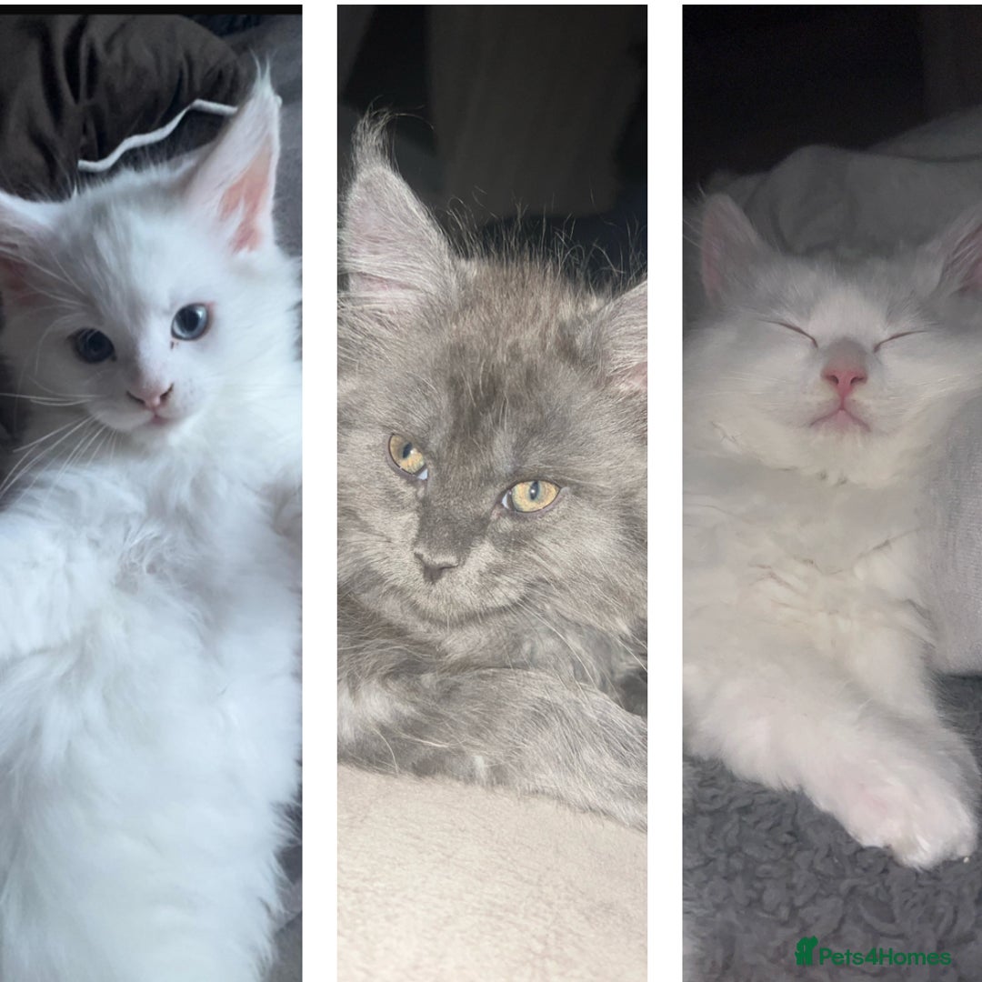 Maine Coon cats for sale: 2 odd eye male Mainecoon and 1 female smoke kitten - Advert 2