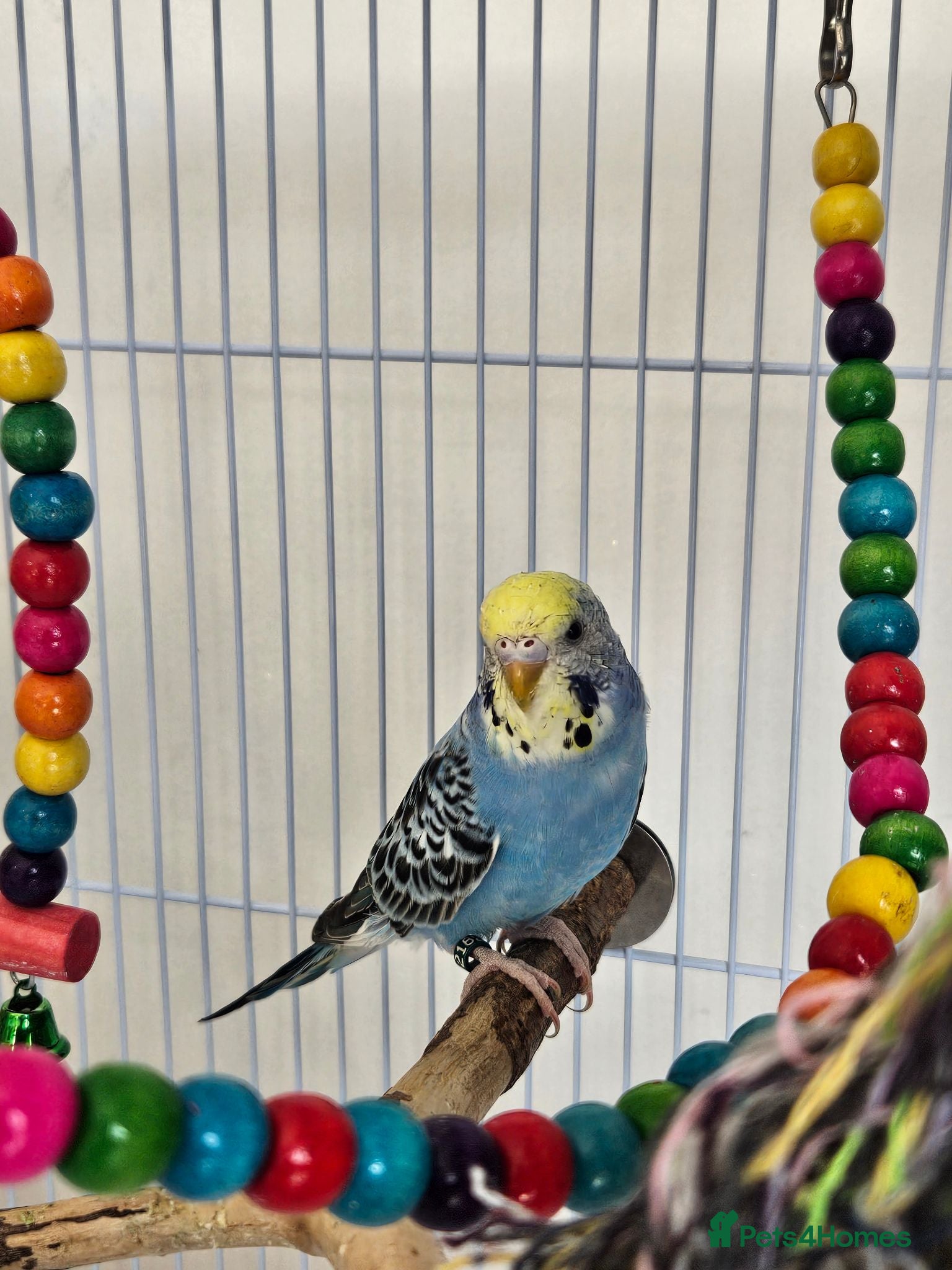 Budgerigars birds 2 Budgies 5 Months Old  - Advert 2