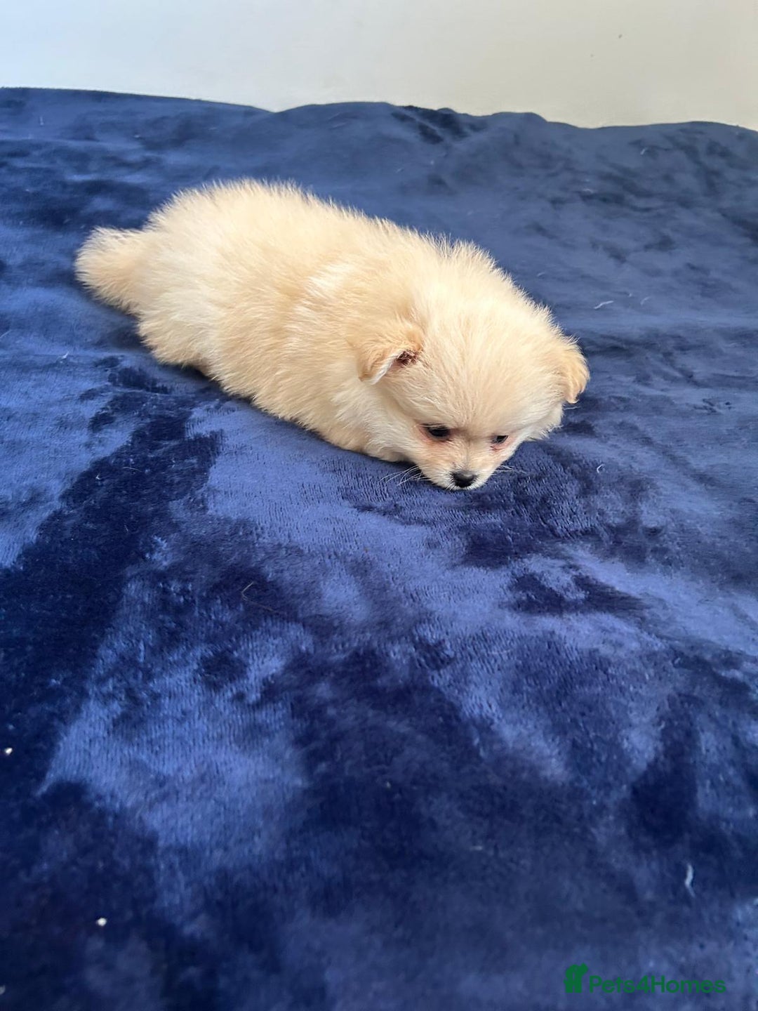 Pomeranian dogs for sale: Pure Pomeranian Puppies - Image 12