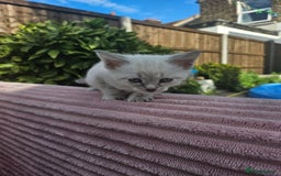 Maine Coon cats for sale: Beautiful kittens 😸  - Image 9