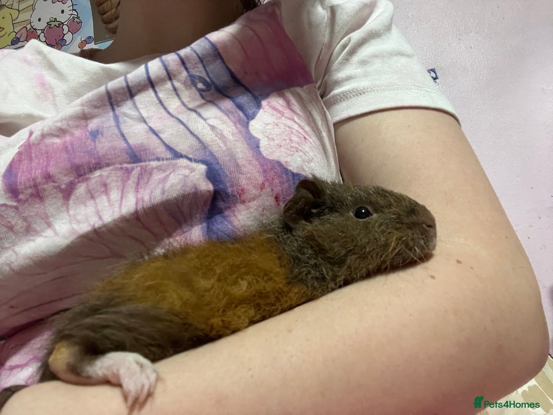 Guinea Pig rodents for sale: 2 bonded male guinea pigs - Advert 3