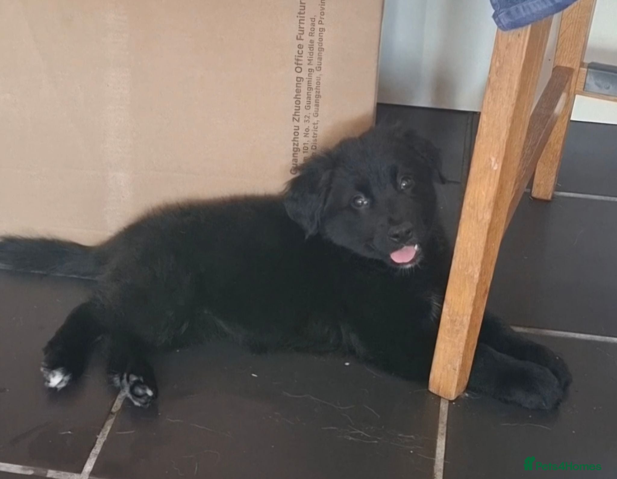 Sheprador dogs Female puppy German Shepherd × Labrador  - Advert 4
