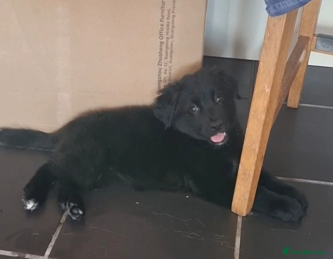 Sheprador dogs for sale: Female puppy German Shepherd × Labrador  - Advert 1