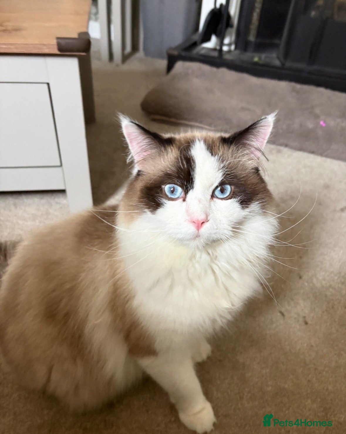 Ragdoll cats Male ragdoll - Advert 6