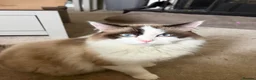 Ragdoll cats for sale: Male ragdoll - Advert 1