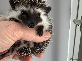 Pygmy Hedgehog rodents 8 week old baby hoglets- lots of colours-ready - Advert 10