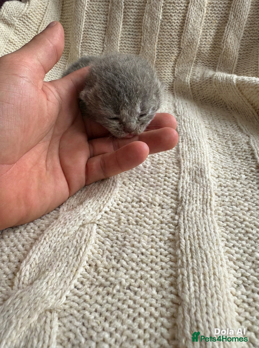 British Shorthair cats for sale: British Blue Short Hair Kittens  - Advert 6