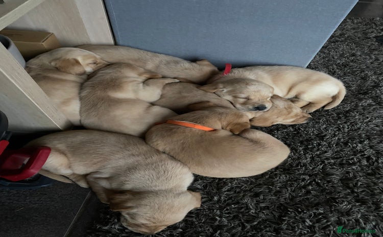 Labrador Retriever dogs - Advert 9