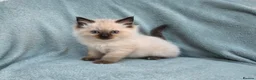 Ragdoll cats for sale: Two male Ragdoll kittens - Advert 4