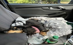 Miniature Dachshund dogs for sale: Beautiful one in a million miniature dachshund  - Image 11
