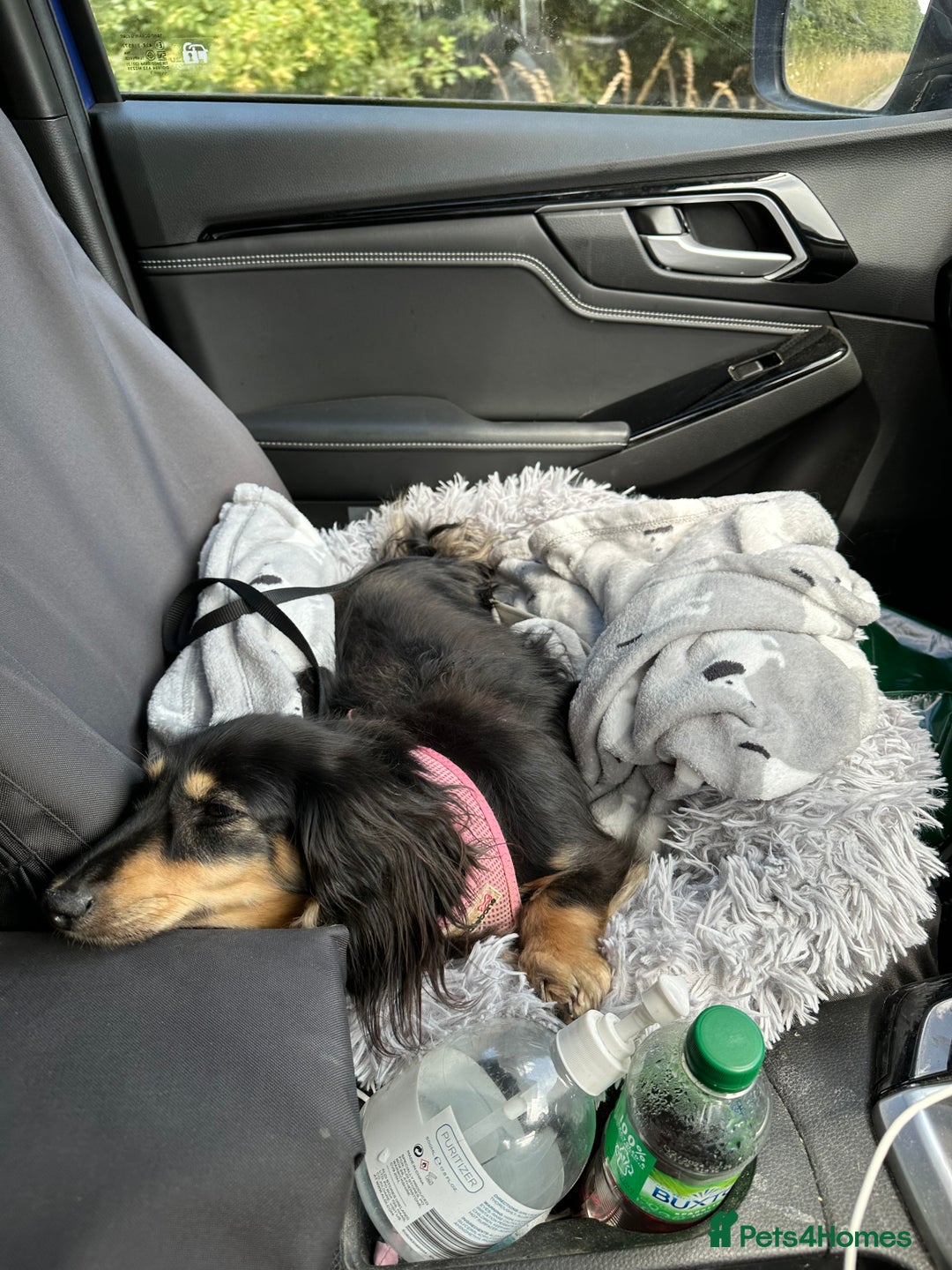Miniature Dachshund dogs for sale: Beautiful one in a million miniature dachshund  - Image 11