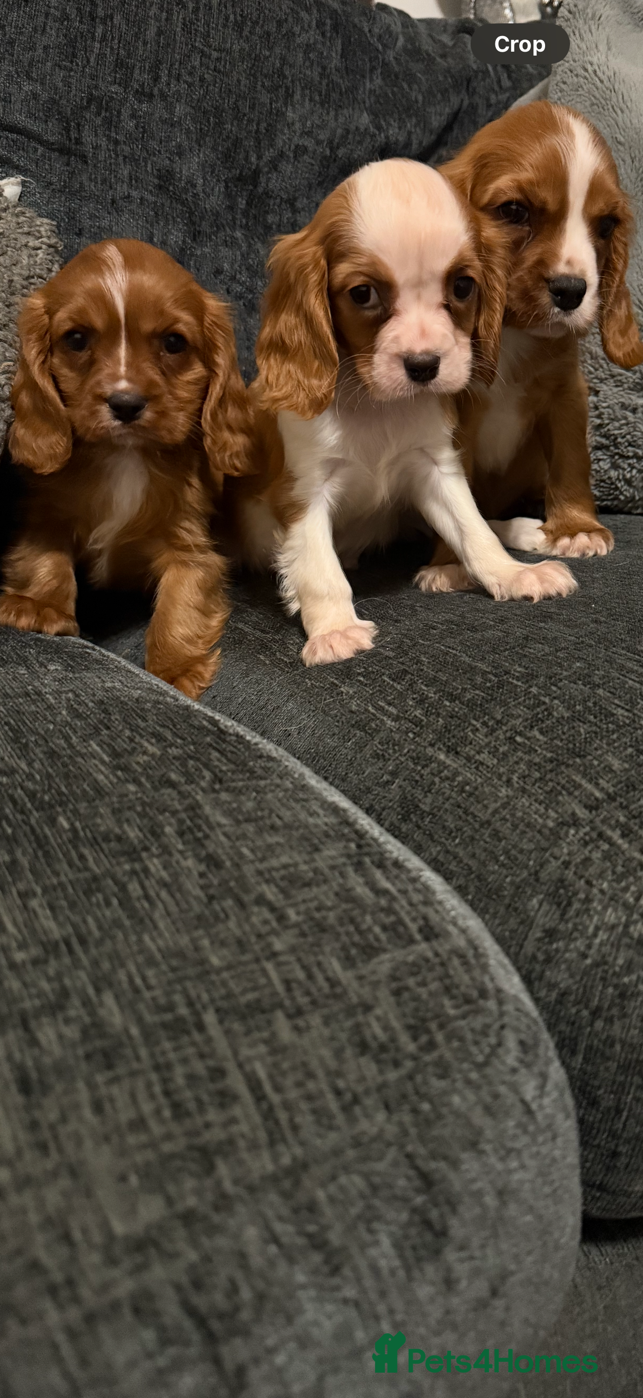 Cavalier King Charles Spaniel dogs Kc dna clear cavalier puppies available  - Advert 3