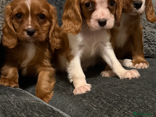 Cavalier King Charles Spaniel dogs Kc dna clear cavalier puppies available - Advert 3