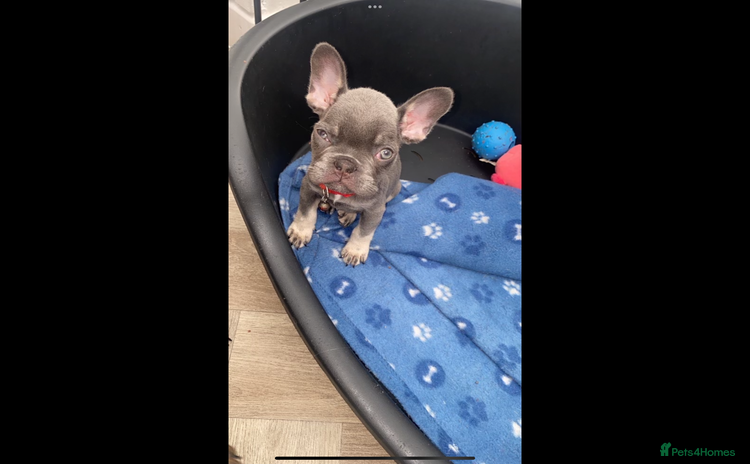 French Bulldog dogs - Advert 8