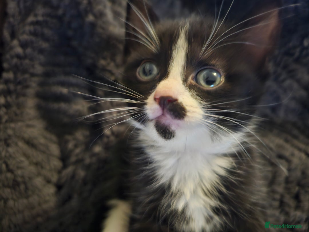 Mixed Breed cats for sale:  **  Beautiful  **  Kittens  **  - Advert 19